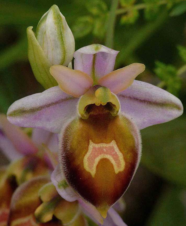 Jinsiy aloqa akasi orgazm uchun opani sikadi